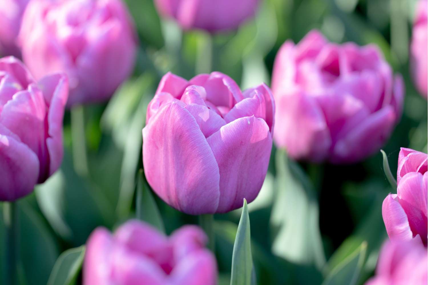 Tulpe 'Double You'